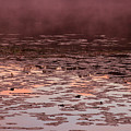 Morning Fog in the Lily Patch in Mauve Photograph by Bonnie Follett Morning Fog in the Lily Patch in Mauve Photograph by Bonnie Follett