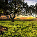 Morning in Wine Country Photograph by Jon Neidert Morning in Wine Country Photograph by Jon Neidert