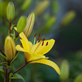 Morning Lily by Mike Reid Morning Lily by Mike Reid