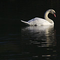 Morning Swan Photograph by Jeremy Hayden Morning Swan Photograph by Jeremy Hayden