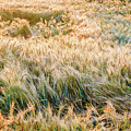 Morning Wheat Photograph by Joe Shrader Morning Wheat Photograph by Joe Shrader