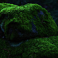 Moss Pyrography by Magnus Haellquist Moss Pyrography by Magnus Haellquist