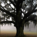 Mossy Oak Photograph by Scott Hansen Mossy Oak Photograph by Scott Hansen
