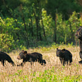 Mother Black Bear and Three Cubs 7006 Photograph by Dan Beauvais