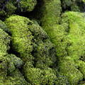 Mounds of Moss Photograph by Jackie Farnsworth Mounds of Moss Photograph by Jackie Farnsworth