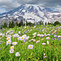 Mount Rainier and a Meadow of Aster Photograph by Jeff Goulden Mount Rainier and a Meadow of Aster Photograph by Jeff Goulden