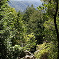 Mount Tamalpais Forest View Photograph by Ben Upham III Mount Tamalpais Forest View Photograph by Ben Upham III