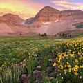 Mount Timpanogos Wildflower Sunset - Utah Photograph by Brett Pelletier Mount Timpanogos Wildflower Sunset - Utah Photograph by Brett Pelletier