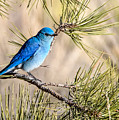 Mountain Bluebird in a Pine Photograph by Dawn Key Mountain Bluebird in a Pine Photograph by Dawn Key