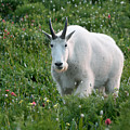 Mountain Goat and Wildflowers Photograph by Brett Pelletier Mountain Goat and Wildflowers Photograph by Brett Pelletier