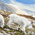 Mountain Goats 1 by Marilyn Hunt Mountain Goats 1 by Marilyn Hunt