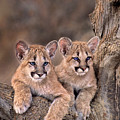 Mountain Lion Cubs Felis Concolor Captive Photograph by Dave Welling Mountain Lion Cubs Felis Concolor Captive Photograph by Dave Welling