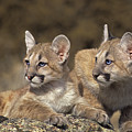 Mountain Lion Cubs on Rock Outcrop Photograph by Dave Welling Mountain Lion Cubs on Rock Outcrop Photograph by Dave Welling