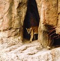 Mountain Lion in the Desert Photograph by Judy Kennedy Mountain Lion in the Desert Photograph by Judy Kennedy
