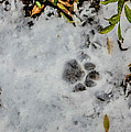 Mountain Lion Tracks in Snow Photograph by Jason Brooks Mountain Lion Tracks in Snow Photograph by Jason Brooks