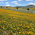 Mountain Meadows of Yellow Wildflowers Photograph by Brett Pelletier Mountain Meadows of Yellow Wildflowers Photograph by Brett Pelletier