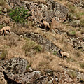 Mountain Sheep Hell Canyon by Robert Bales Mountain Sheep Hell Canyon by Robert Bales