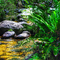 Mountain Stream Photograph by Blair Stuart Mountain Stream Photograph by Blair Stuart