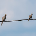 Mourning Doves Photograph by Holden The Moment Mourning Doves Photograph by Holden The Moment