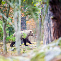Moving Bear Photograph by Torbjorn Swenelius Moving Bear Photograph by Torbjorn Swenelius