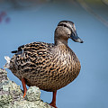 Mrs. Mallard Photograph by Cathy Kovarik Mrs. Mallard Photograph by Cathy Kovarik
