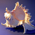 Murex ramosus Seashell Photograph by Frank Wilson Murex ramosus Seashell Photograph by Frank Wilson