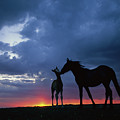 Mustang and Foal at Sunset Photograph by Yva Momatiuk John Eastcott Mustang and Foal at Sunset Photograph by Yva Momatiuk John Eastcott
