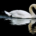 Mute Swan Photograph by Baggieoldboy Mute Swan Photograph by Baggieoldboy