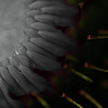 Muted Beauty by Dylan Punke Muted Beauty by Dylan Punke