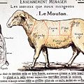 Mutton Drawing by French School Mutton Drawing by French School