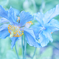 My Blue Heaven Photograph by Theresa Tahara My Blue Heaven Photograph by Theresa Tahara