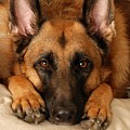 My Loyal Friend by Angie Tirado