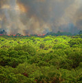 Myakka River Burn Photograph by Tom Singleton Myakka River Burn Photograph by Tom Singleton