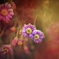 Mystic Flowers Mixed Media by Gwen Gibson Mystic Flowers Mixed Media by Gwen Gibson