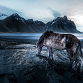 Mystic Icelandic Horse Photograph by Larry Marshall Mystic Icelandic Horse Photograph by Larry Marshall