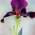 Mystical Black Iris Print Photograph by Gwen Gibson Mystical Black Iris Print Photograph by Gwen Gibson
