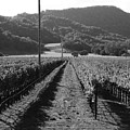 Napa Valley Vineyard . Black And White . 7d9020 by Wingsdomain Art and Photography Napa Valley Vineyard . Black And White . 7d9020 by Wingsdomain Art and Photography