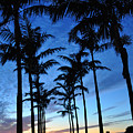 Naples Florida by Christine Stonebridge Naples Florida by Christine Stonebridge