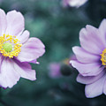 Natural Beauty Photograph by Hannes Cmarits
