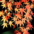 Natural Fire by Dean Triolo Natural Fire by Dean Triolo