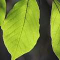 Natural Neon Green Leaves by Colleen Cornelius Natural Neon Green Leaves by Colleen Cornelius