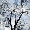 Nature - Tree in Toronto by Munir Alawi Nature - Tree in Toronto by Munir Alawi