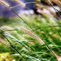 Nature Background Photograph by Ariadna De Raadt Nature Background Photograph by Ariadna De Raadt