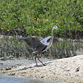 Nature In Florida by Deborah Benoit Nature In Florida by Deborah Benoit