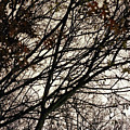 Nature In Harmony Photograph by K R Burks Nature In Harmony Photograph by K R Burks