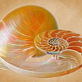 Nautilus Golden Glow by Gill Billington Nautilus Golden Glow by Gill Billington