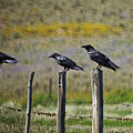 Neighborhood Watch Crows by Heather Coen Neighborhood Watch Crows by Heather Coen