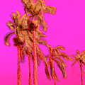 Neon Tropics Photograph by Onedayoneimage Photography Neon Tropics Photograph by Onedayoneimage Photography