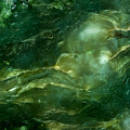 Nephrite Jade - Alien Sea Photograph by Onyonet Photo Studios Nephrite Jade - Alien Sea Photograph by Onyonet Photo Studios