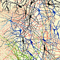 Nerve Cells Santiago Ramon y Cajal Photograph by Science Source Nerve Cells Santiago Ramon y Cajal Photograph by Science Source